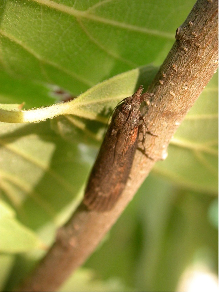 Pyralidae sconosciuto